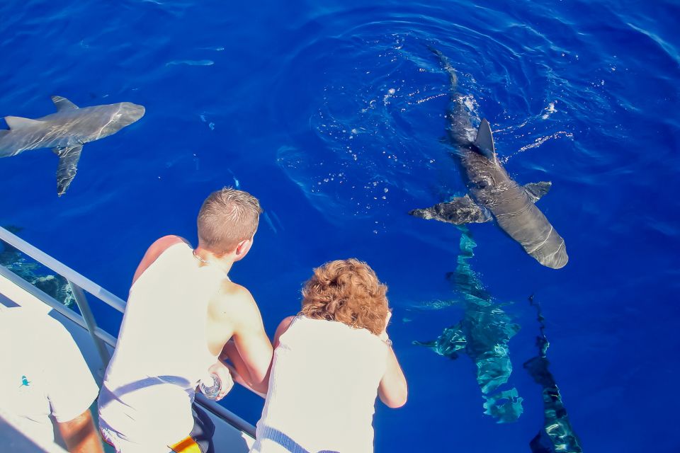 Oahu: Shark Cage Dive on the North Shore - What You Should Bring (and What Helps More Than You Think)