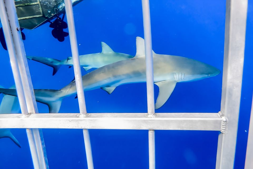 Oahu: Shark Cage Dive on the North Shore - Sea Conditions and Motion Sickness: The Only Real Downside Risk