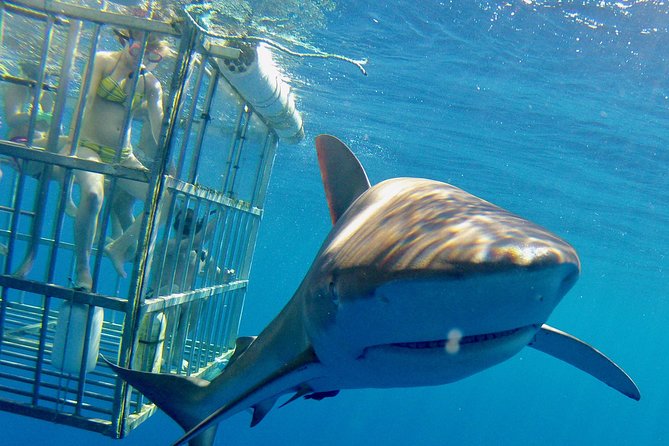 Oahu Shark Dive - Price and what you really get for about $99.48