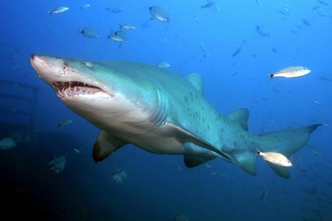 Oahu Shark Dive - Safety briefing and entering the underwater shark cage