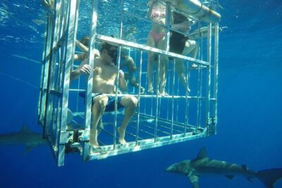 Oahu Shark Dive - From Haleiwa Harbor into the open ocean: what to expect