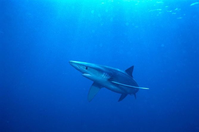 Oahu Shark Dive - Sharks up close: visibility, circling, and the species you’re most likely to see