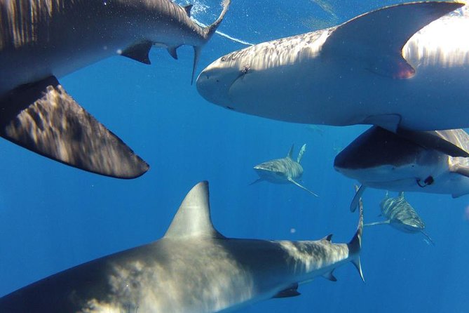 Oahu Shark Dive - Boat deck viewing: the best choice if you’d rather not enter the cage