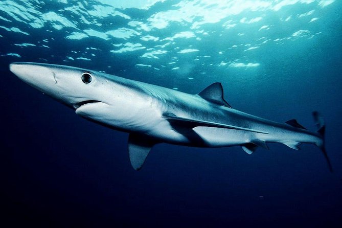 Oahu Shark Dive - Spotting whales, turtles, and dolphins without losing focus