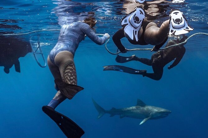 Oahu Shark Dive Educational Tour (No cage) - Quick Highlights You’ll Care About