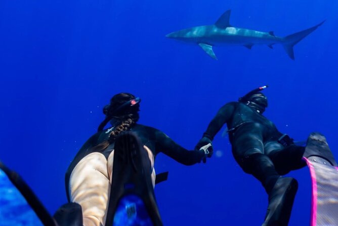 Oahu Shark Dive Educational Tour (No cage) - How the No-Cage Setup Works Off Oahu’s North Shore