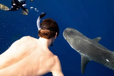 Oahu Shark Dive Educational Tour (No cage) - What You Might See: Galapagos, Sandbar, Tiger Sharks (and Why Open Water Changes the Odds)