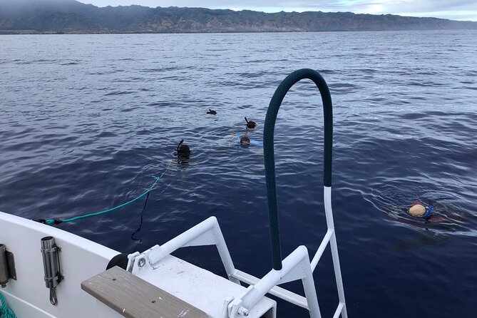 Oahu Shark Dive Educational Tour (No cage) - Price and Value: Is $155 for 2 Hours Actually Fair?