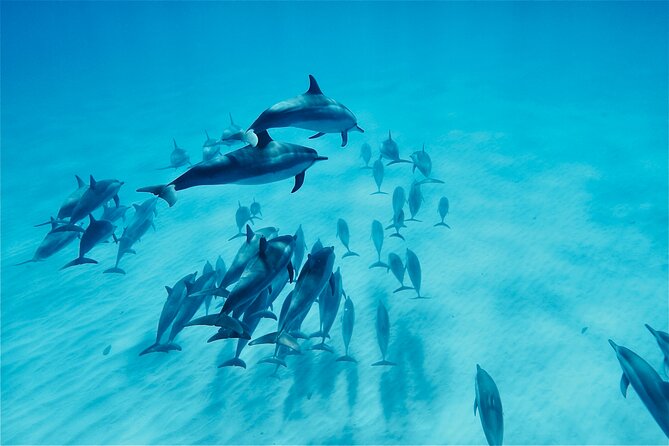 Oahu: Swim with Dolphins on the West Coast - West Oahu from the water: why Waianae feels different