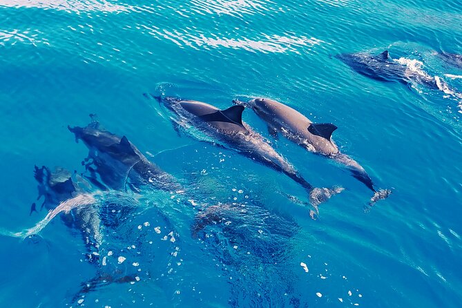 Oahu: Swim with Dolphins on the West Coast - Catamaran morning timing: early pickup, early water