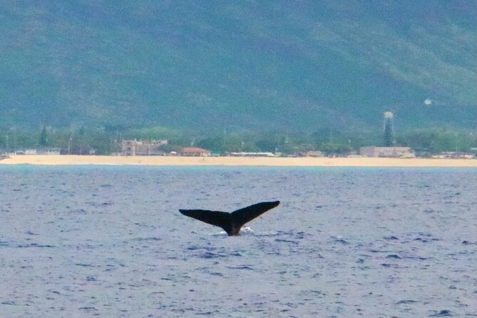 Oahu: Swim with Dolphins on the West Coast - Snorkeling stops that actually deliver: turtles, fish, and octopus time