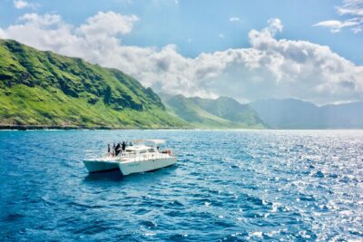 Oahu: Swim with Dolphins on the West Coast - Swimming with wild dolphins: what you can and can’t control