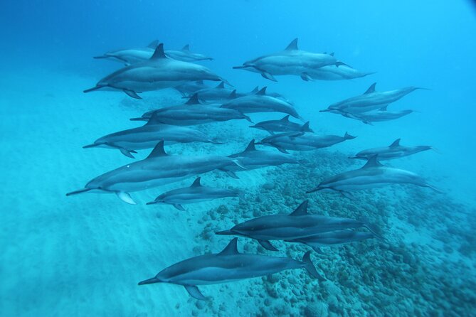 Oahu: Swim with Dolphins on the West Coast - Lunch onboard: the value people forget to ask about