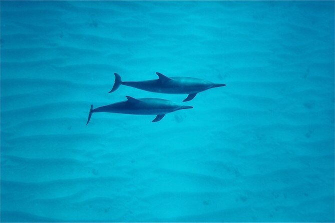Oahu: Swim with Dolphins on the West Coast - Group size, safety, and comfort on a 42-passenger catamaran