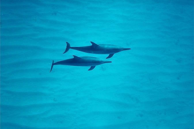 Oahu: Swim with Dolphins on the West Coast - Price and value: is $187.43 a good deal?