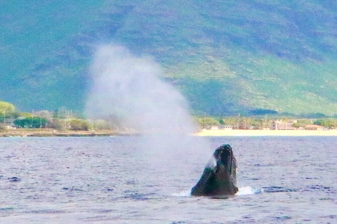 Oahu: Swim with Dolphins on the West Coast - Who should book this dolphin swim on Oahu’s west coast?
