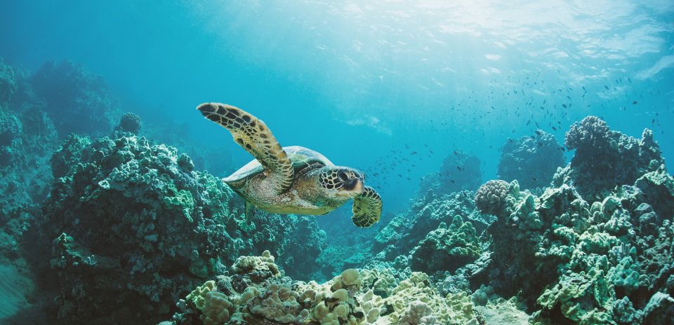 Oahu: Turtle Canyon Snorkeling Boat Tour - Key highlights worth caring about