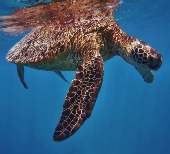 Oahu: Turtle Canyon Snorkeling Boat Tour - Sailing past Diamond Head: quick ride, big views