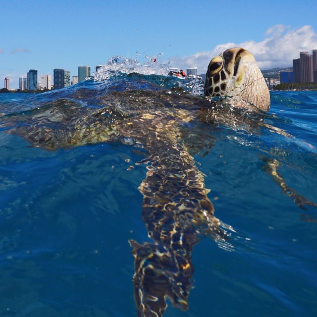 Oahu: Turtle Canyon Snorkeling Boat Tour - Who should book this Turtle Canyon tour