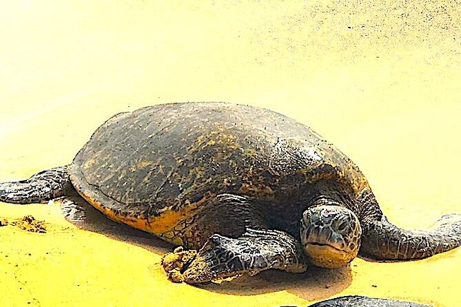 Oahu Ultimate Circle Island: 30 Spots, 10 Epic Stops - Turtle time at Laniakea Beach: what to expect and how to plan for misses