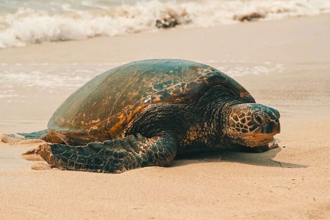 Oahu Unveiled: Tailored Luxury Private Island Tour - 9:00 AM Waikiki Pickup to a Full Circle Day: The Timing Reality
