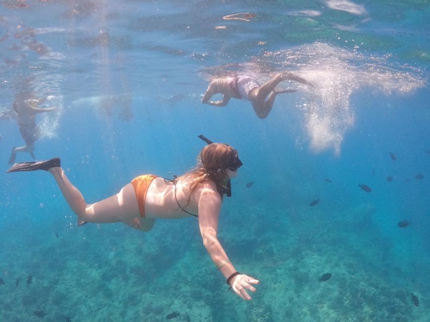 Oahu: Waikiki Turtle Snorkeling Adventure Cruise - Key highlights I’d chase on this Oahu turtle cruise