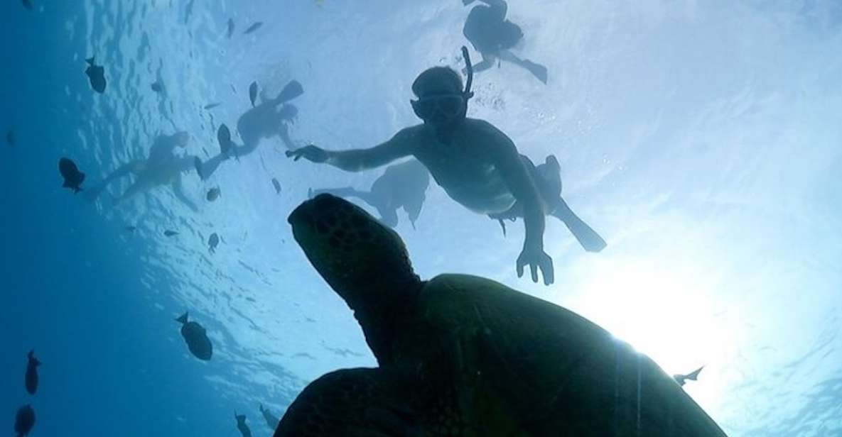 Oahu: Waikiki Turtle Snorkeling Adventure Cruise - The pre-snorkel briefing: what the guide teaches before you jump in