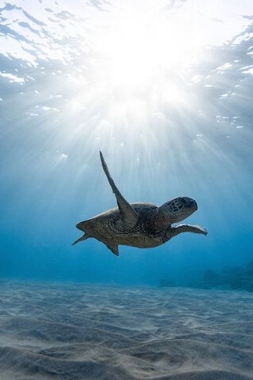 Oahu: Waikiki Turtle Snorkeling Adventure Cruise - Snorkeling with Hawaiian green sea turtles: safety first, sightings second