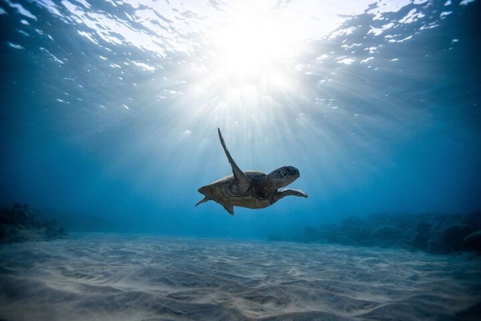 Oahu: Waikiki Turtle Snorkeling Adventure Cruise - Who should book this Oahu turtle snorkeling cruise (and who shouldn’t)