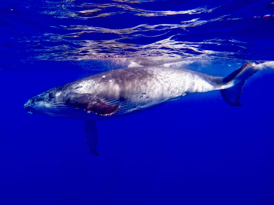 Oahu: Whale Watching Cruise Whales Guaranteed - Key highlights at a glance