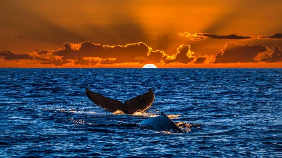 Oahu: Whale Watching Cruise Whales Guaranteed - Why this Oahu sunset cruise feels like a front-row nature show