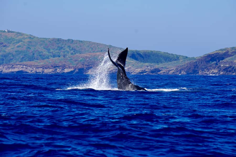 Oahu: Whale Watching Cruise Whales Guaranteed - The double-decker boat: better angles, faster spotting