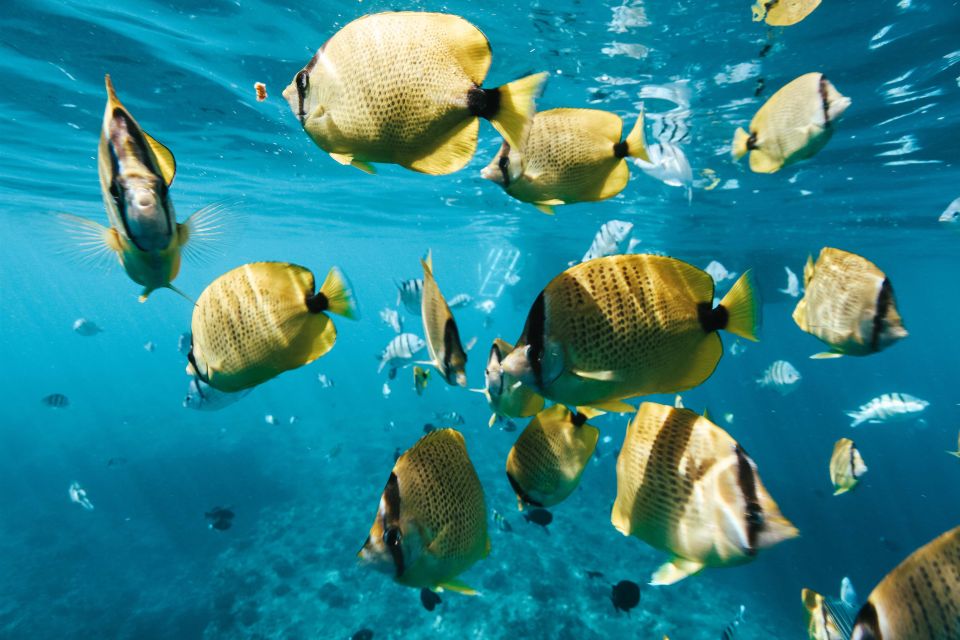 Oahu: Wild Dolphins Swim Turtle Snorkel Tour & Waterslide - Key Points You’ll Actually Care About