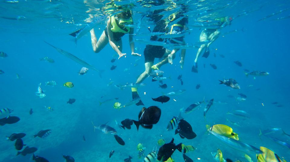 Oahu: Wild Dolphins Swim Turtle Snorkel Tour & Waterslide - Who This Oahu Dolphin and Turtle Tour Is Best For