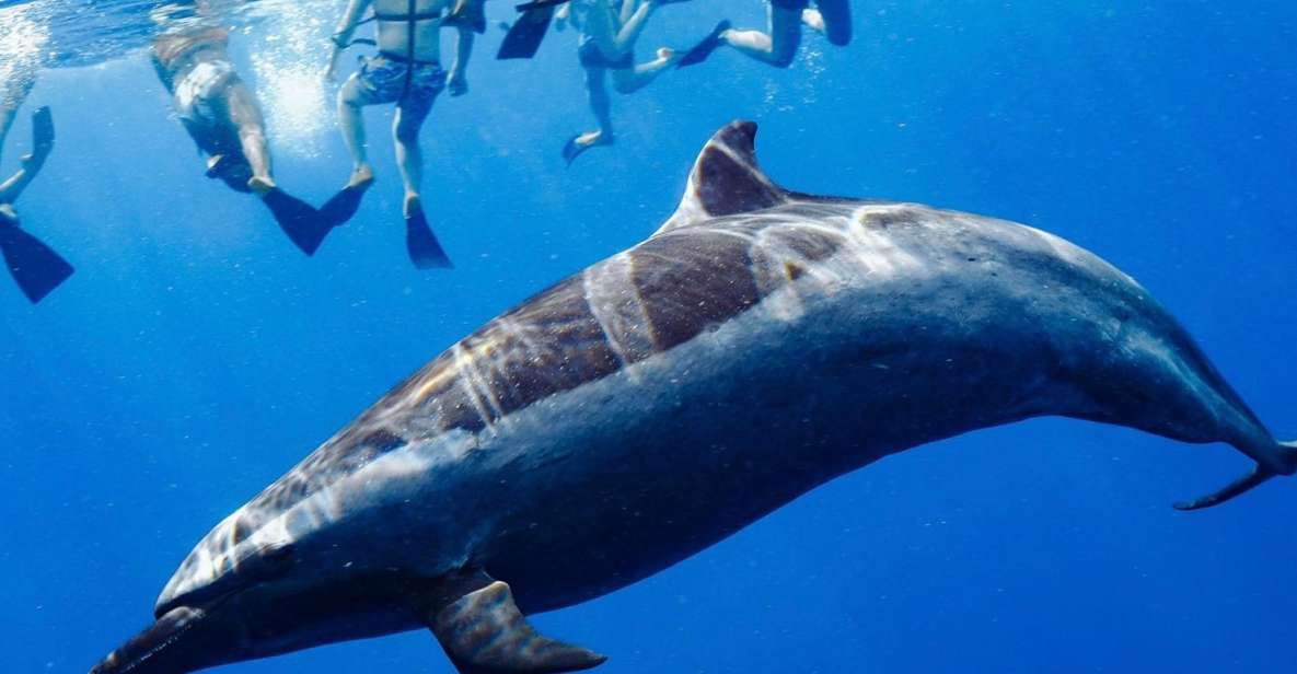 Oahu: Wild Dolphins Swim Turtle Snorkel Tour & Waterslide - Makaha Snorkeling for Turtles and Reef Fish