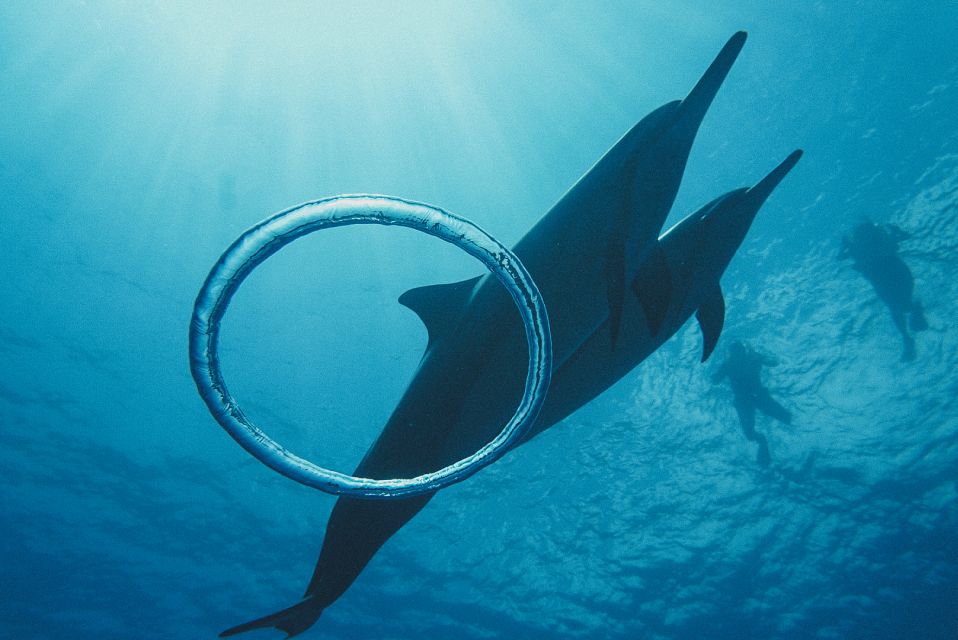 Oahu: Wild Dolphins Swim Turtle Snorkel Tour & Waterslide - Waterslide and Ocean Play: The Part Kids (and Adults) Remember