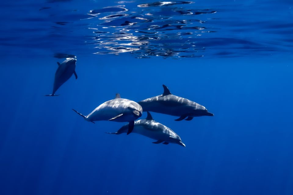 Oahu: Wild Dolphins Swim Turtle Snorkel Tour & Waterslide - The Boat Experience: Comfort While You’re Getting Salt-Air Tired