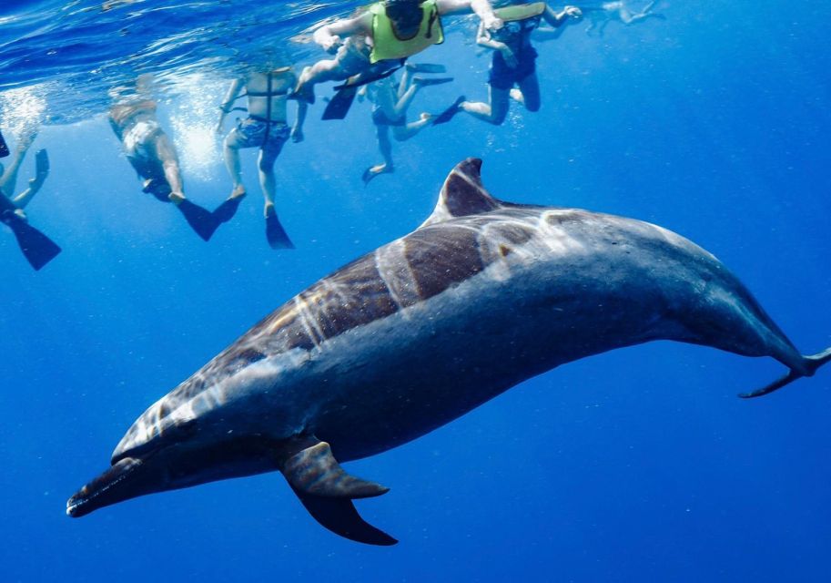 Oahu: Wild Dolphins Swim Turtle Snorkel Tour & Waterslide - What’s Included vs. Extra Costs