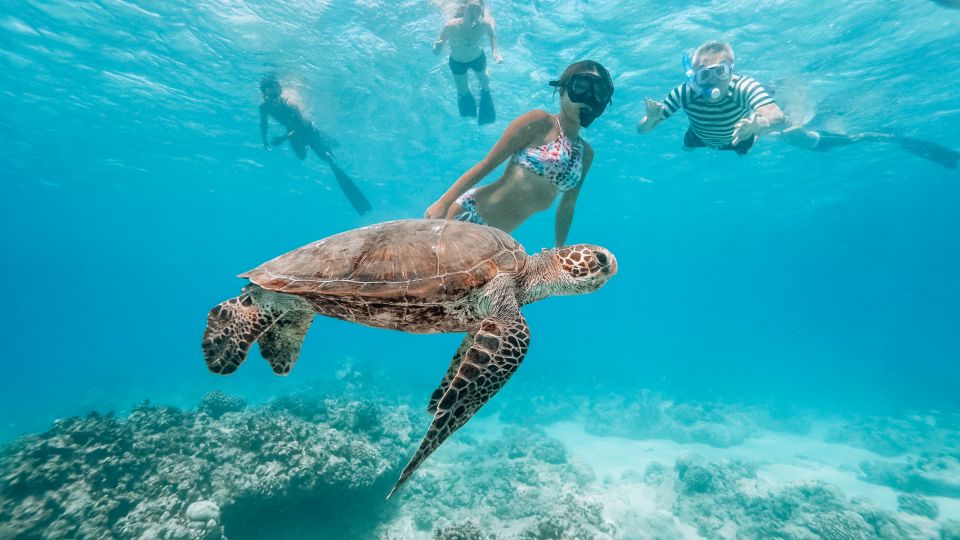 Oahu: Wild Dolphins Swim Turtle Snorkel Tour & Waterslide - Price Value: Why $199 Can Feel Worth It