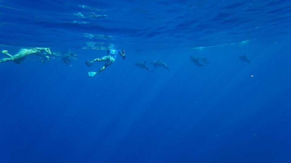 Oahu: Wild Dolphins Swim Turtle Snorkel Tour & Waterslide - The Dolphin Swim Portion: Exciting, But Not for Everyone