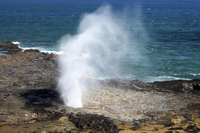 Oahu's Ultimate Tour: Dole, Turtle Snorkel, Pali Lookout & More - Tropical Farms macadamia + Kona coffee: small stop, big payoff