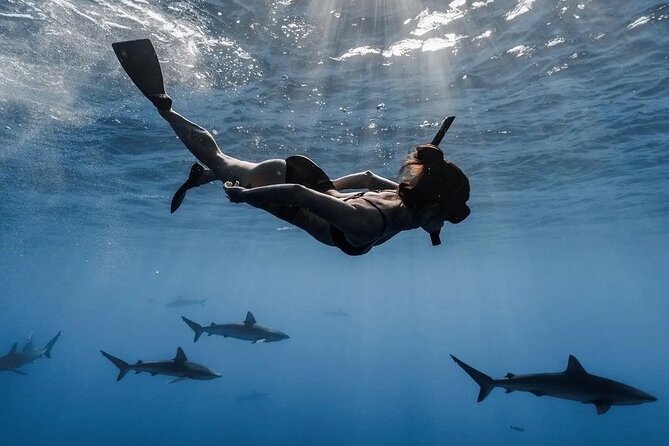 Open Water Shark Dive - Key things I’d bank on before you go