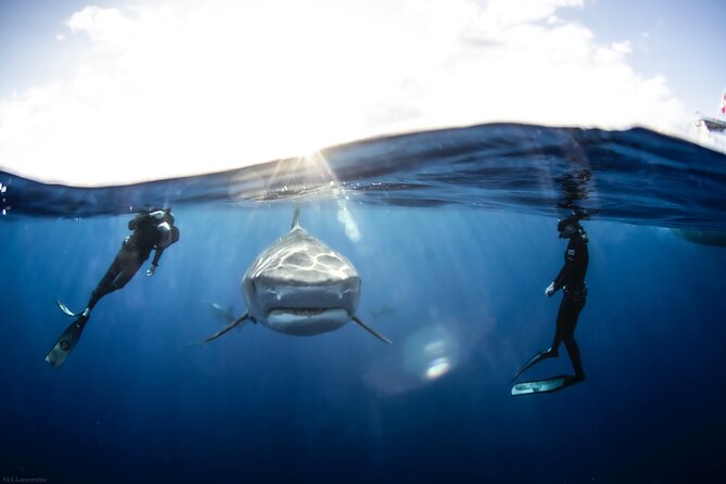 Open Water Shark Dive - Hale‘iwa Harbor and the 2-hour pace you’ll actually feel