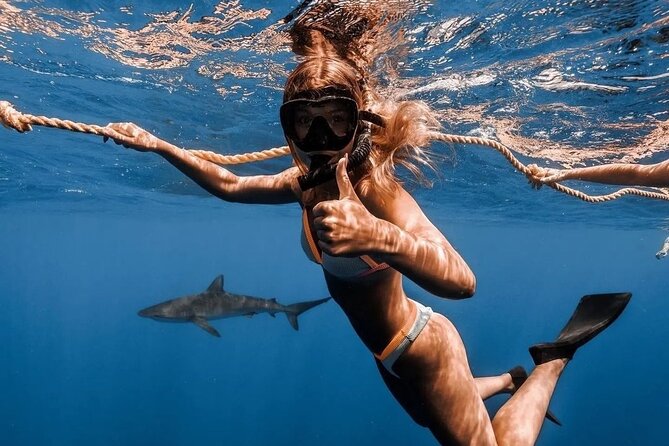 Open Water Shark Dive - The on-water rhythm: entry, swim next to wildlife, then back to harbor