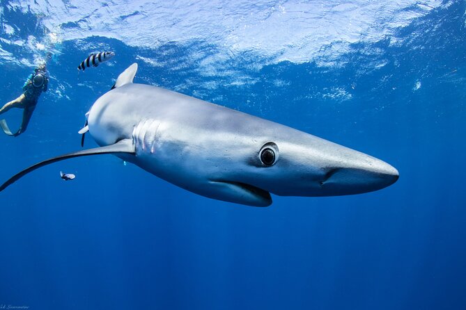Open Water Shark Dive - What you might see in Hale‘iwa waters: sharks plus more