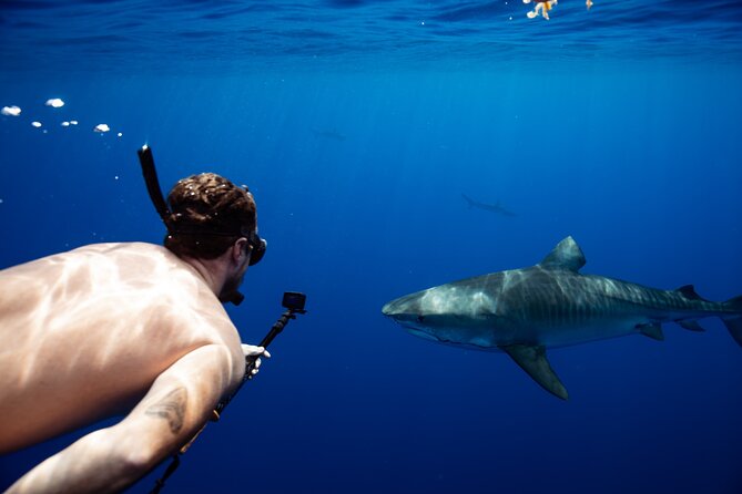 Open Water Shark Dive - Photos and the photo pack choice (don’t leave this to chance)