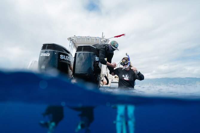 Open Water Shark Dive - Who this is perfect for—and who should skip