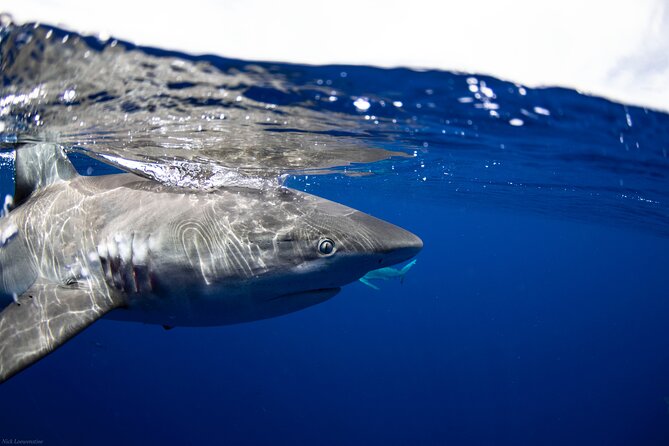 Open Water Shark Dive - Getting geared up and ready for open-water snorkeling