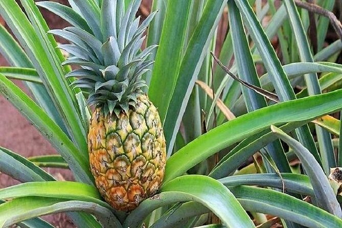 Pearl Harbor, Dole Plantation, and Polynesian Center from Kauai - Polynesian Cultural Center: six nations, plus the reality of timing