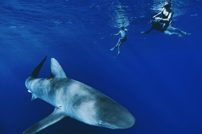 Pelagic Shark Dive Tour - Key Highlights You’ll Care About